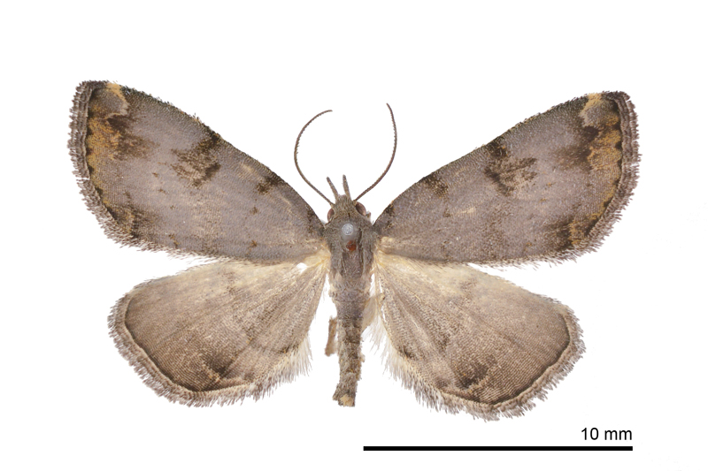 Sinarella wumi Female